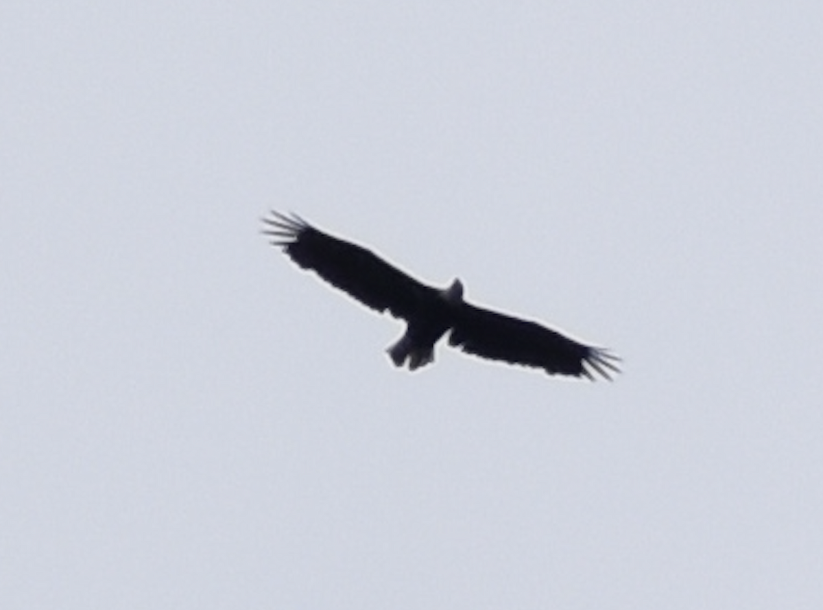 Bald Eagle - ML621821930