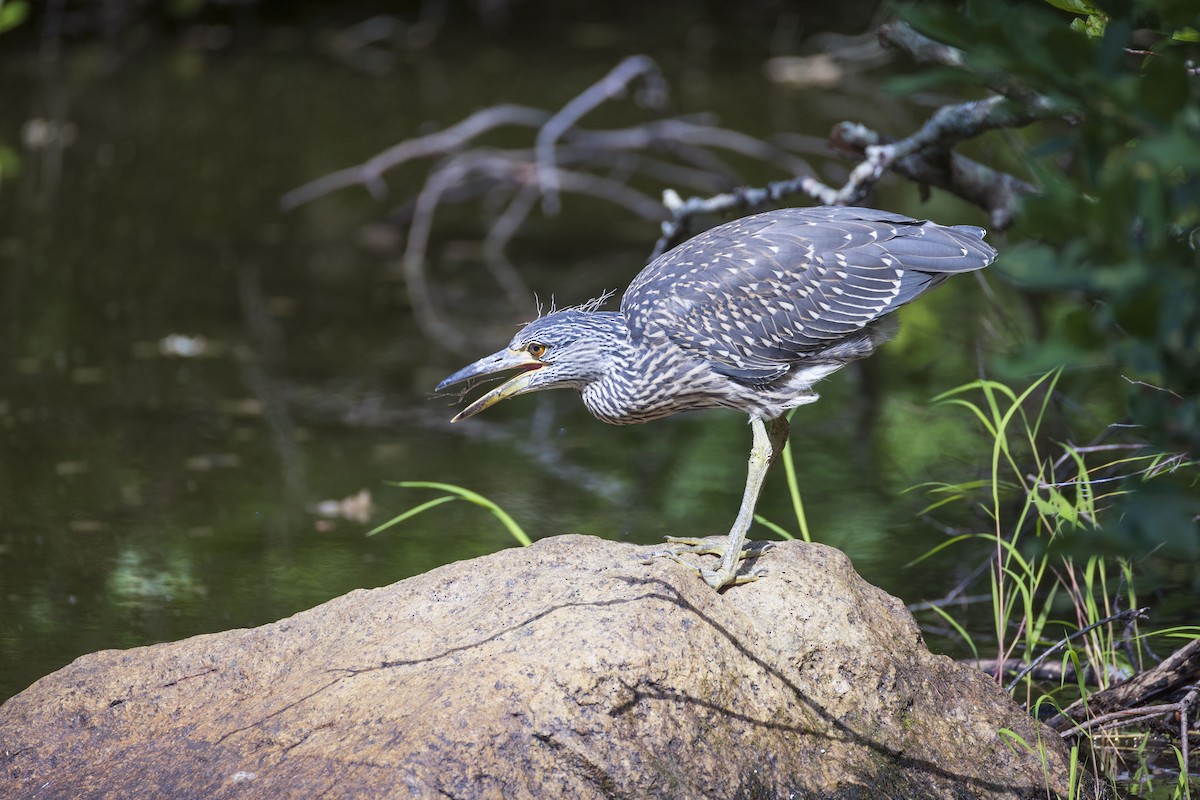 Yellow-crowned Night Heron - ML621821935