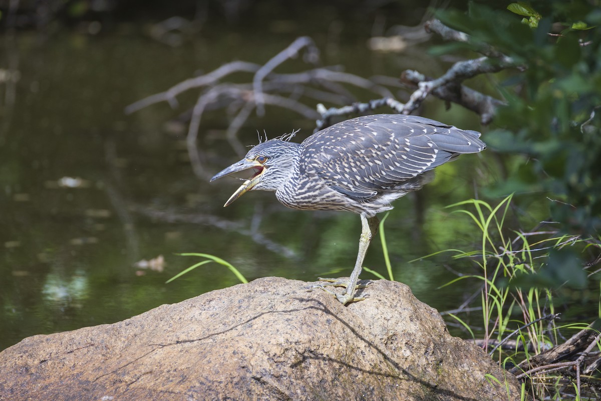 Yellow-crowned Night Heron - ML621821936