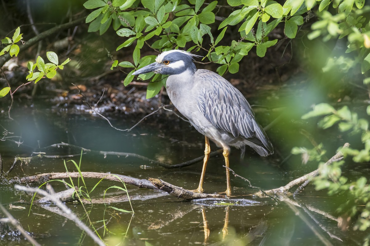 Yellow-crowned Night Heron - ML621821937