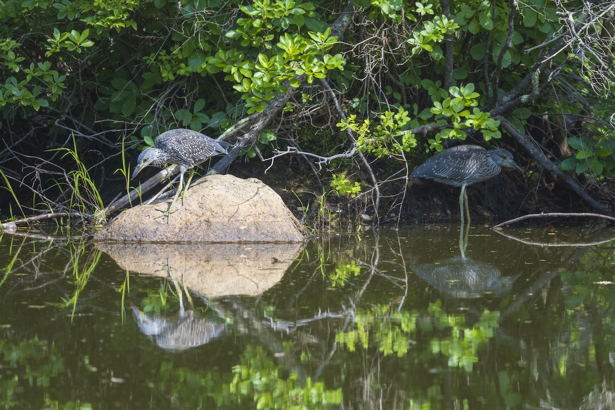 Yellow-crowned Night Heron - ML621821946