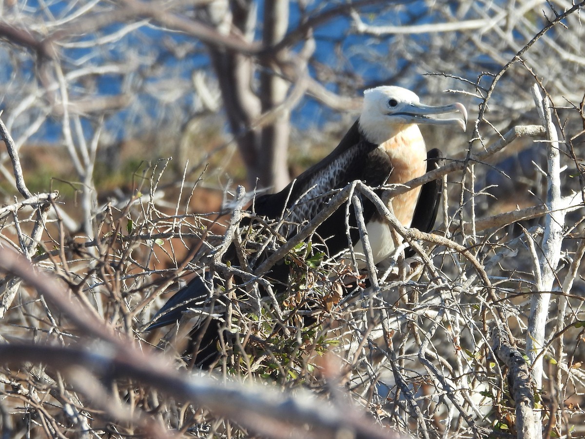 Great Frigatebird - Kevin Seymour