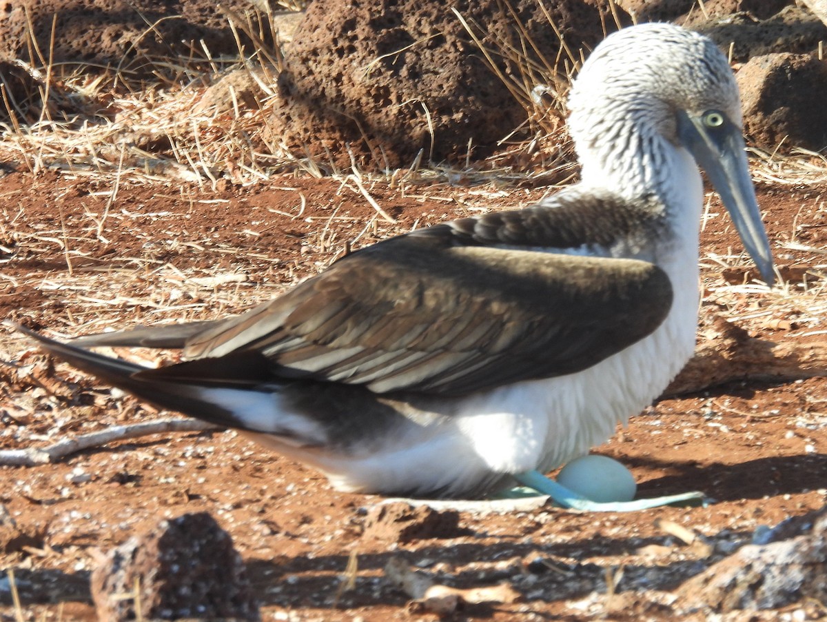 Fou à pieds bleus - ML621821994