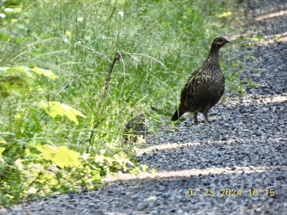 Gallo Fuliginoso - ML621822013