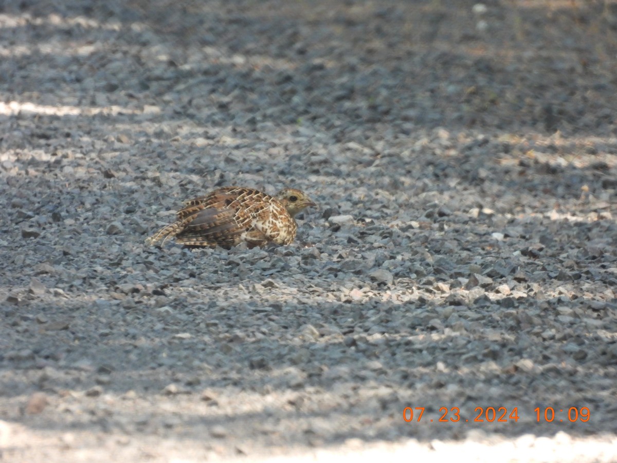 Gallo Fuliginoso - ML621822014