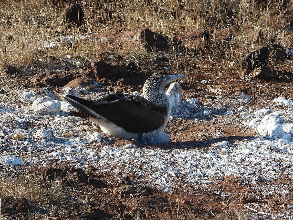 Blue-footed Booby - ML621822090