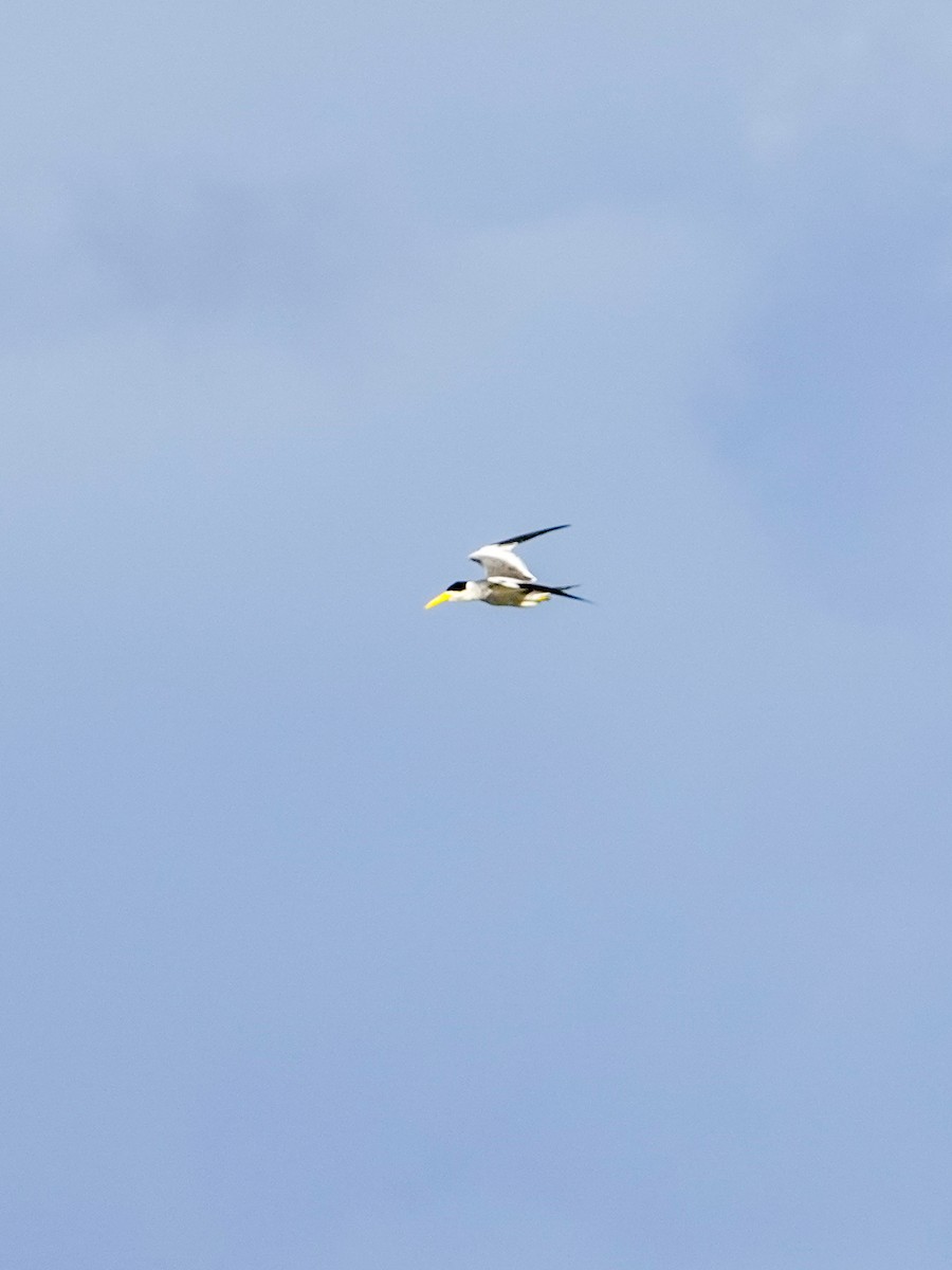 Yellow-billed Tern - ML621822093