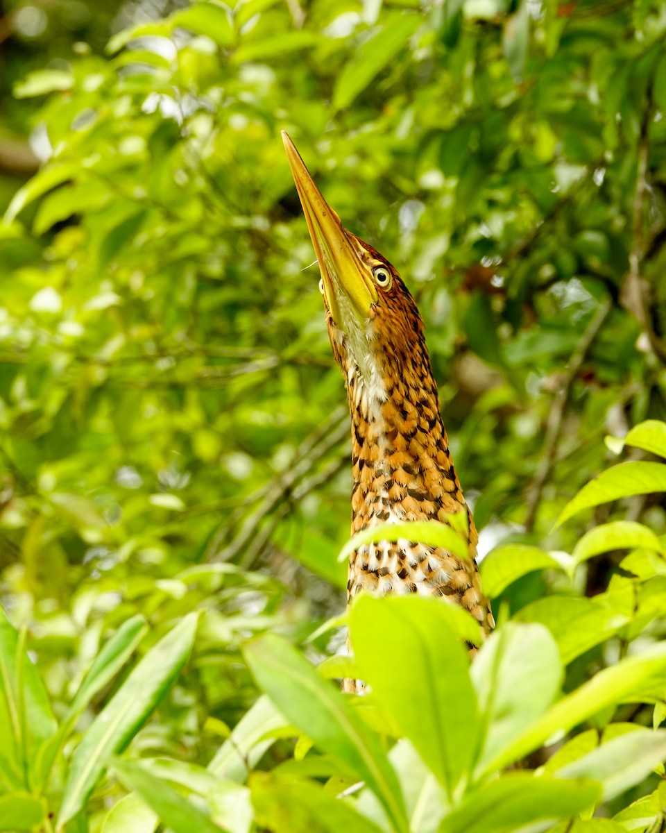 Striated Heron - ML621822144