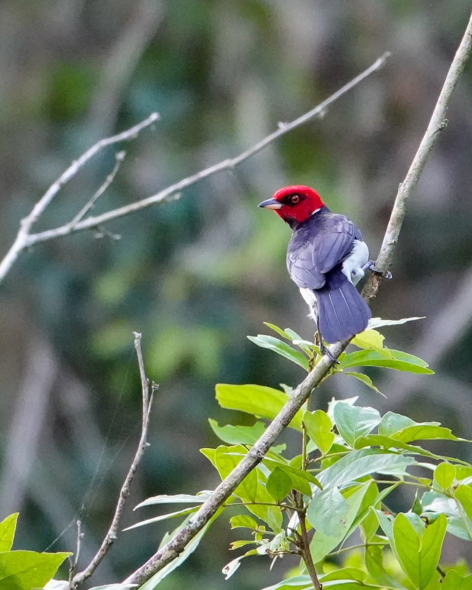 Red-capped Cardinal - ML621822202