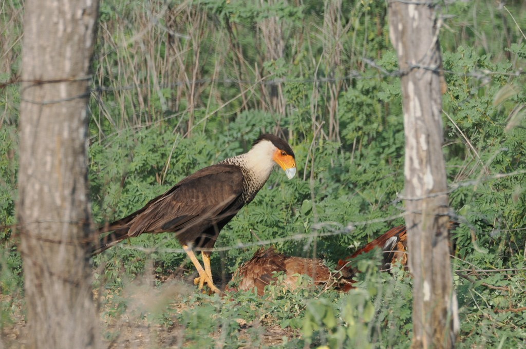 Crested Caracara - William Griswold