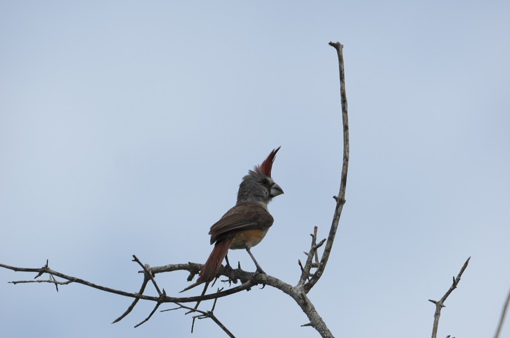 Vermilion Cardinal - William Griswold