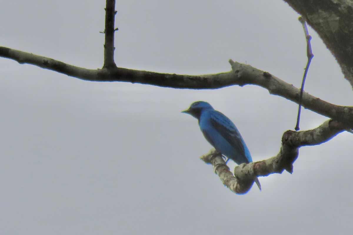 Cotinga Azul - ML621822285