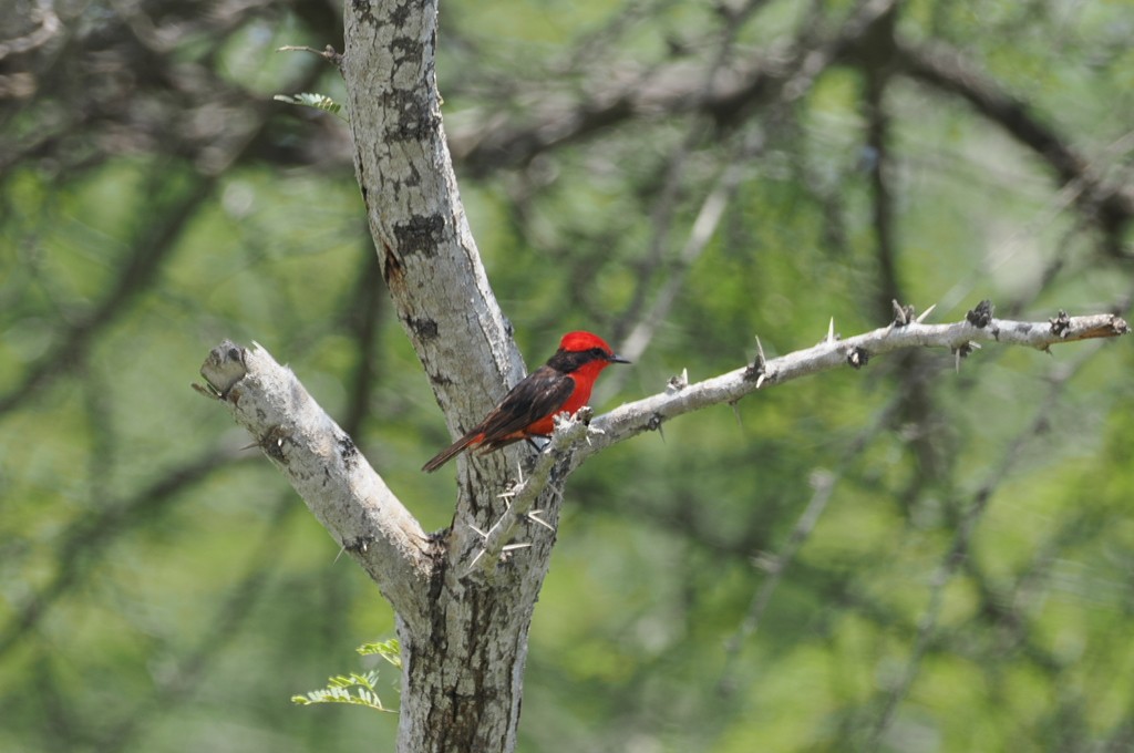 Vermilion Flycatcher (saturatus) - ML621822401