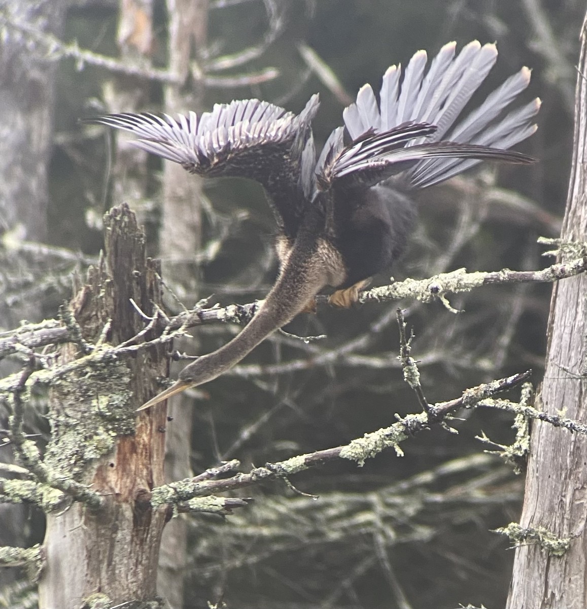 Anhinga d'Amérique - ML621822409