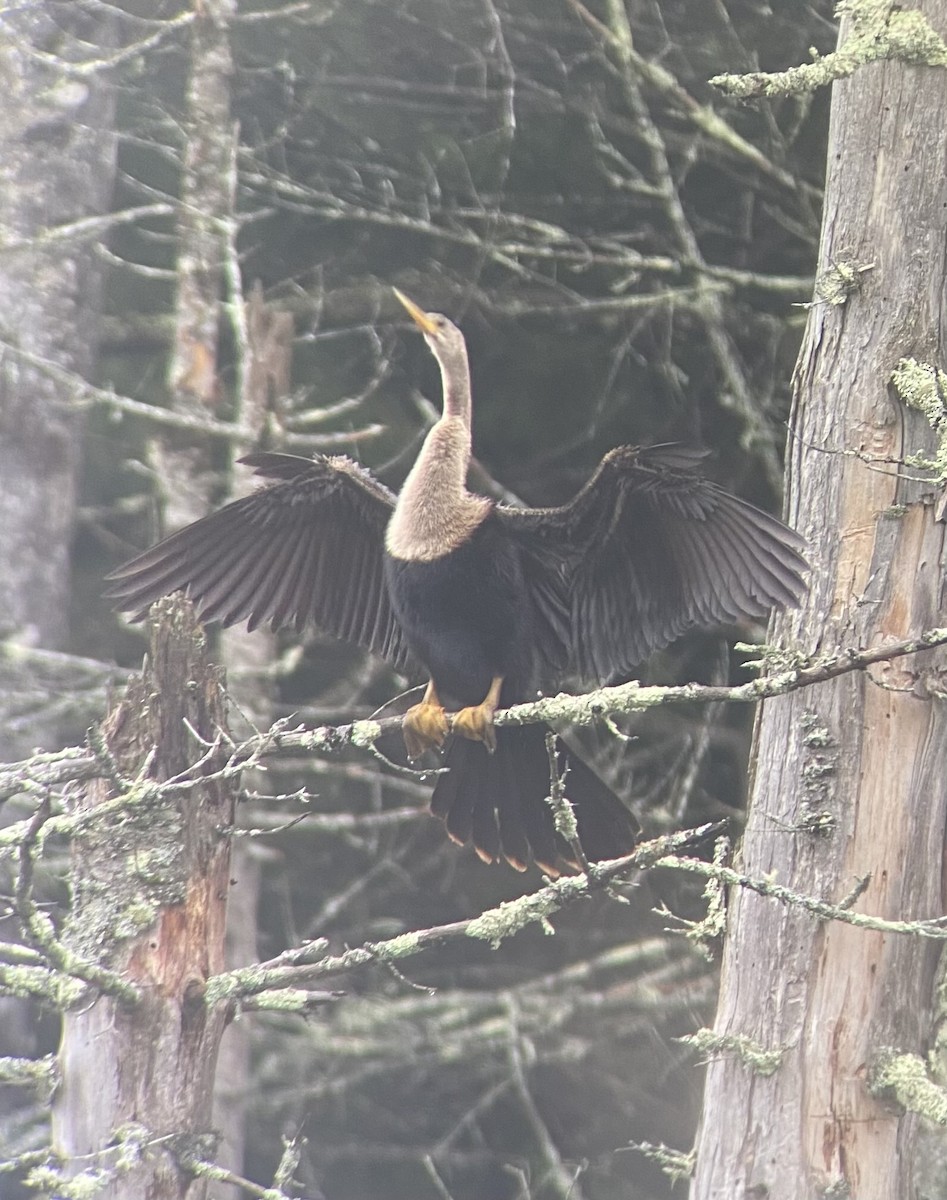 Anhinga d'Amérique - ML621822411