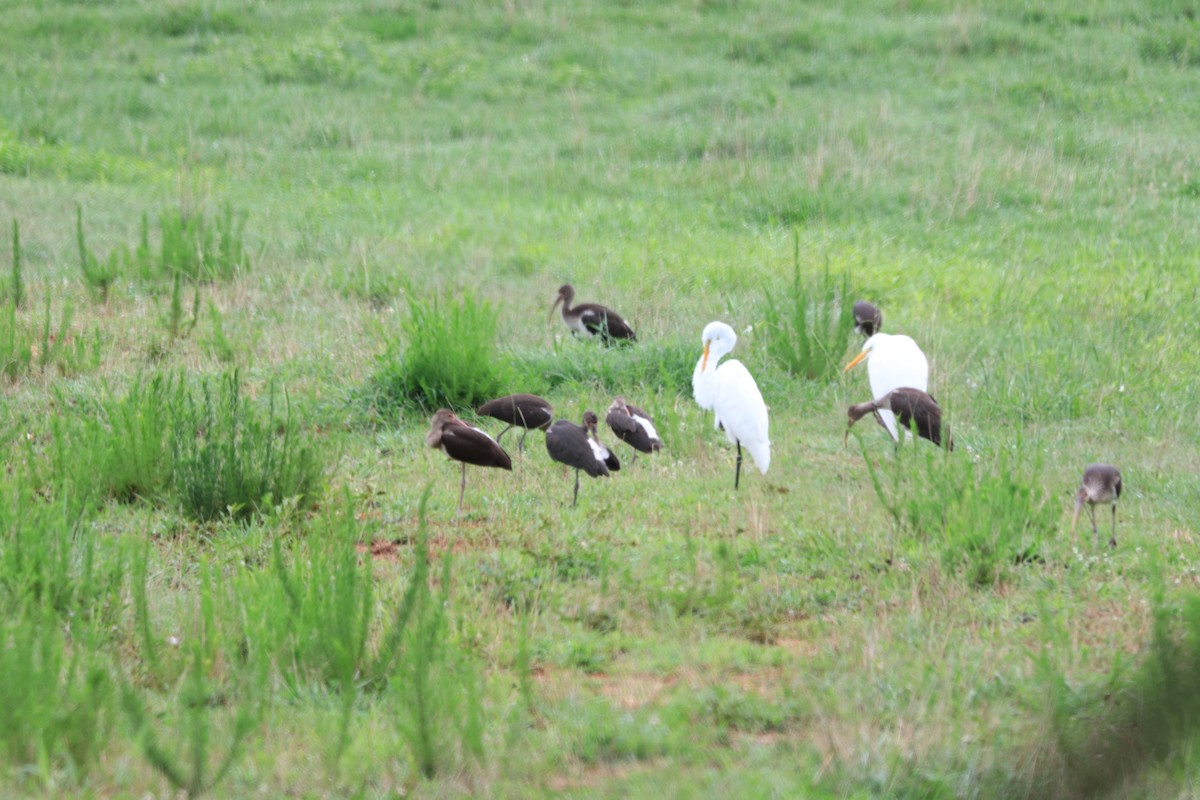 White Ibis - ML621822421
