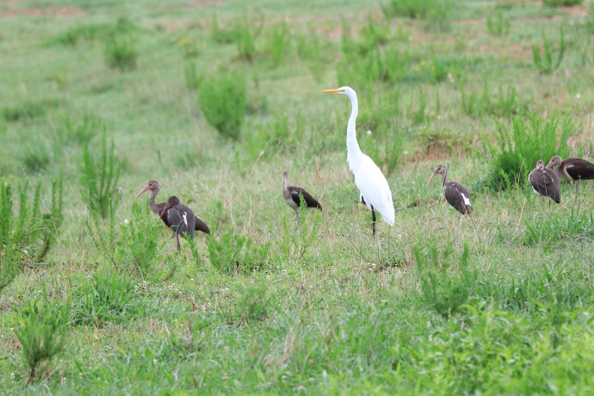 White Ibis - ML621822426