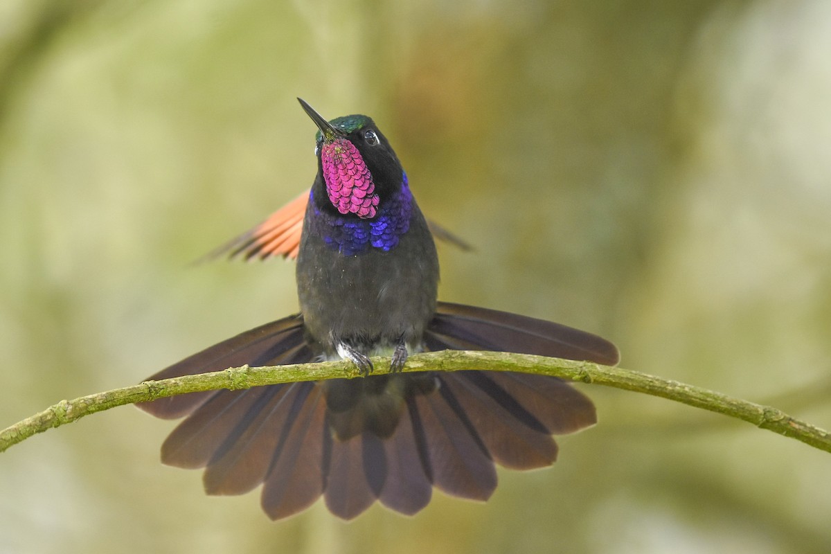 Garnet-throated Hummingbird - ML621822459