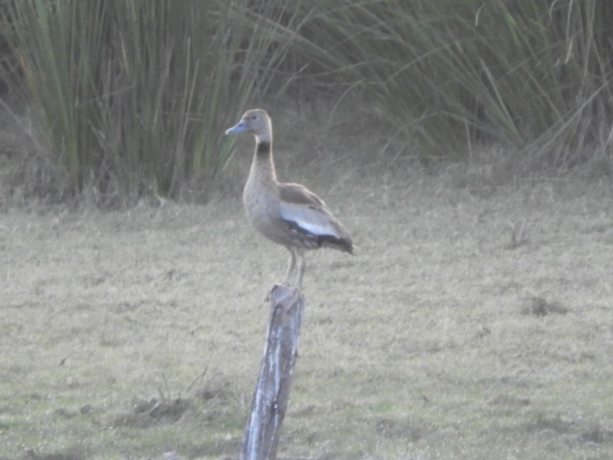 Black-bellied Whistling-Duck - ML621822484