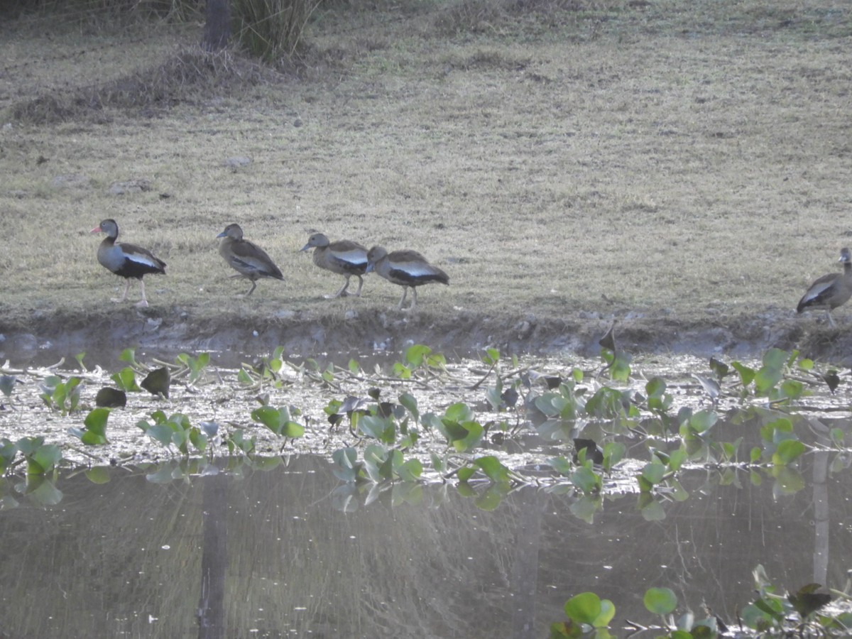 Black-bellied Whistling-Duck - ML621822488