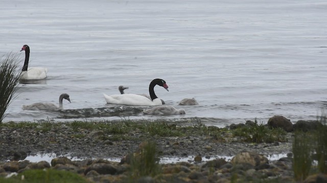 Black-necked Swan - ML621822493
