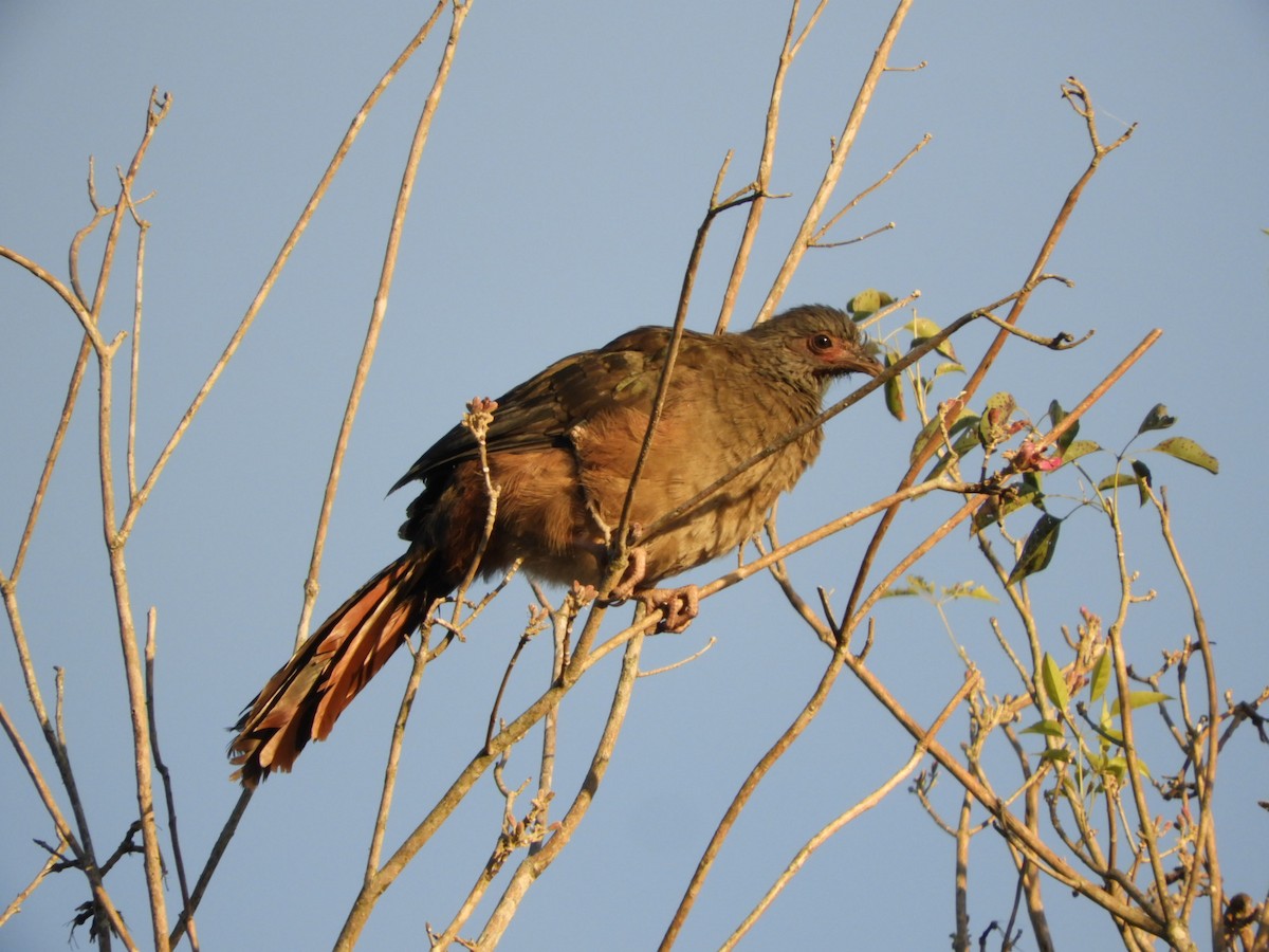 Chaco Chachalaca - ML621822494