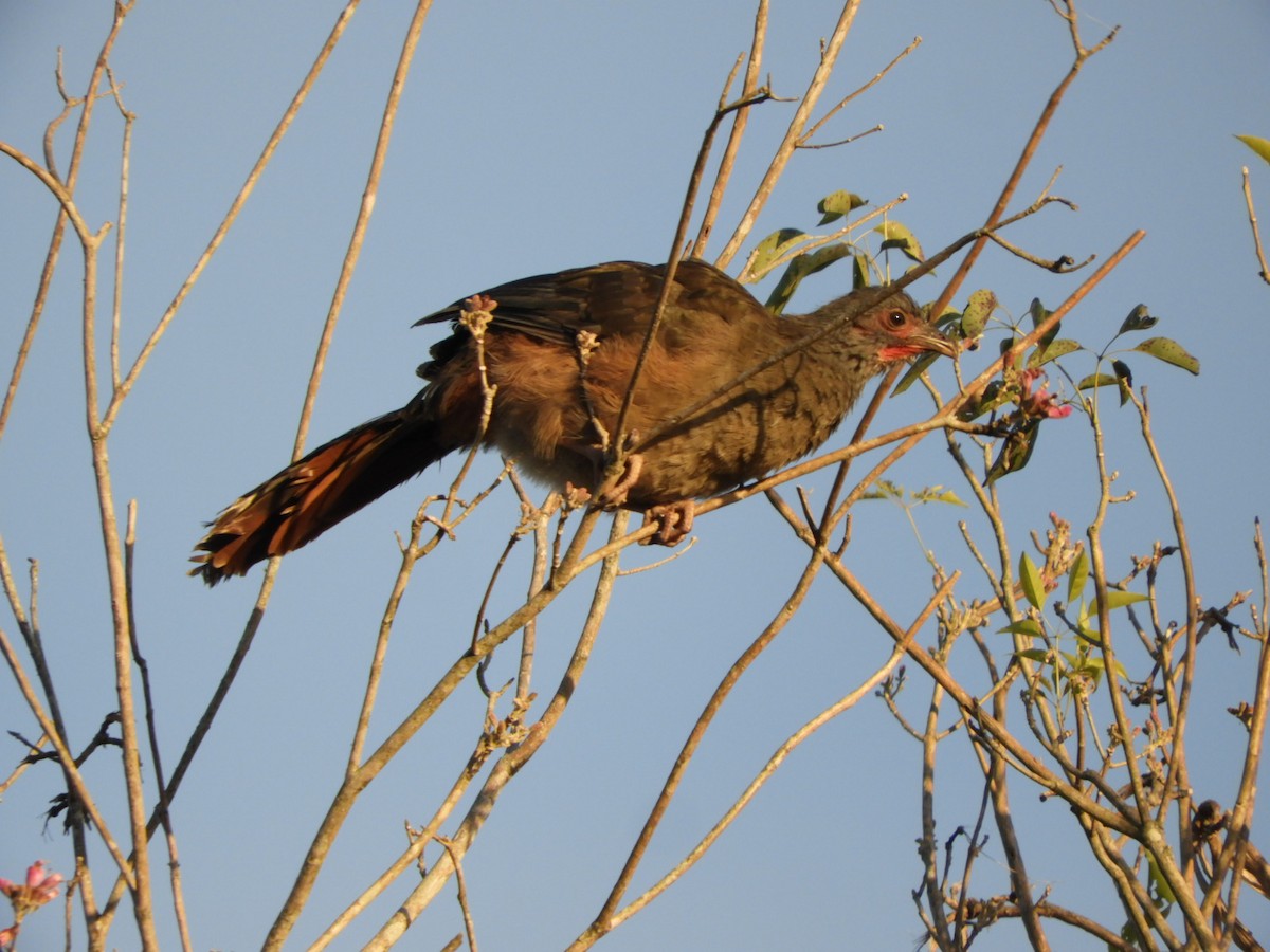 Chaco Chachalaca - ML621822495