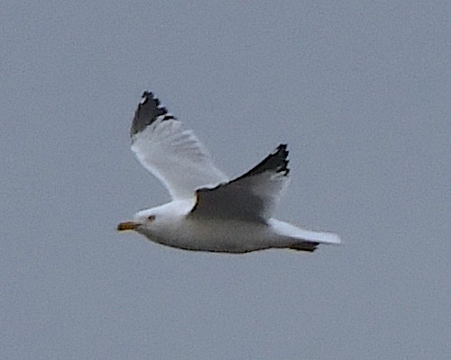 Ring-billed Gull - ML621822503