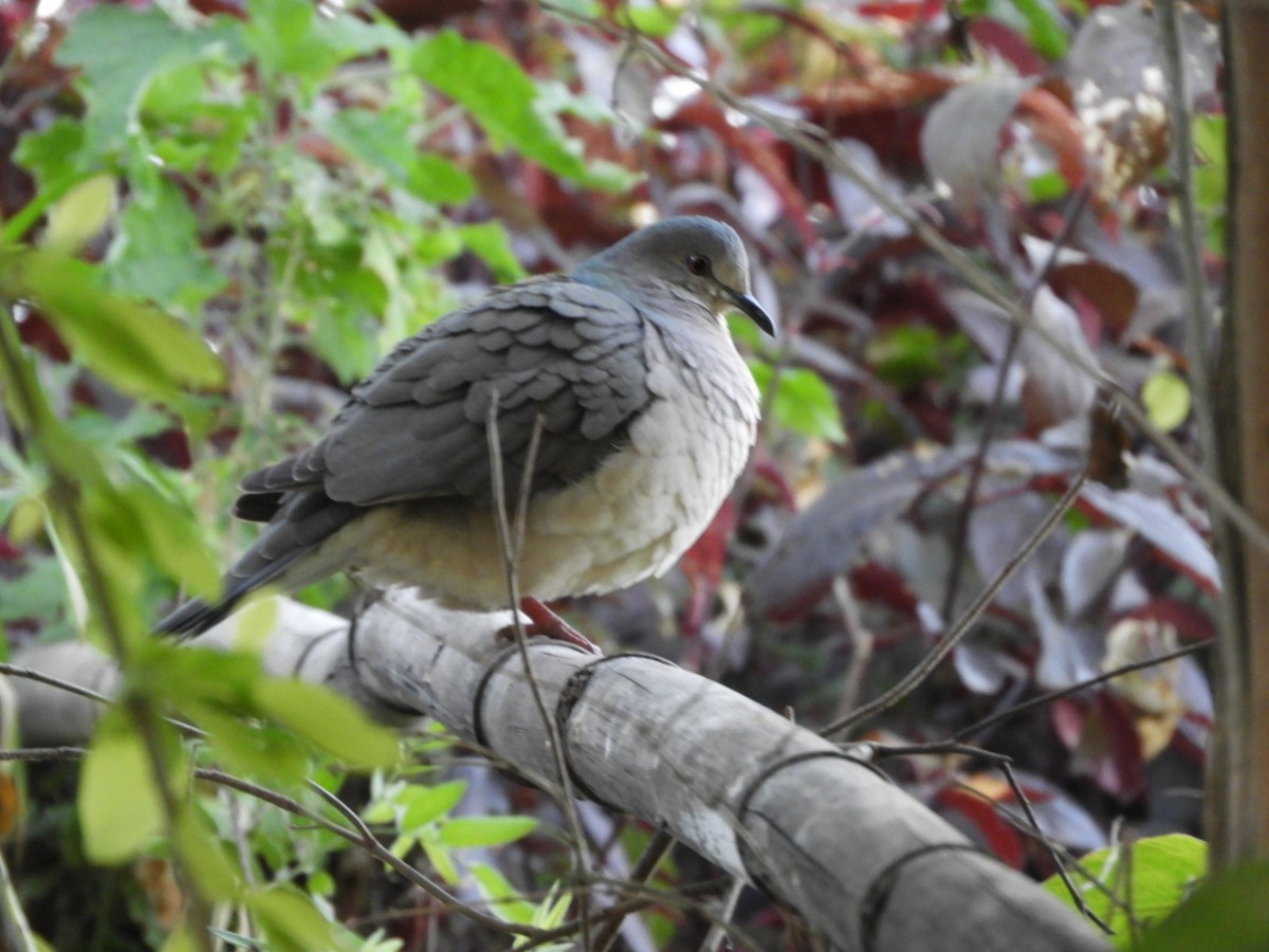 White-tipped Dove - ML621822510