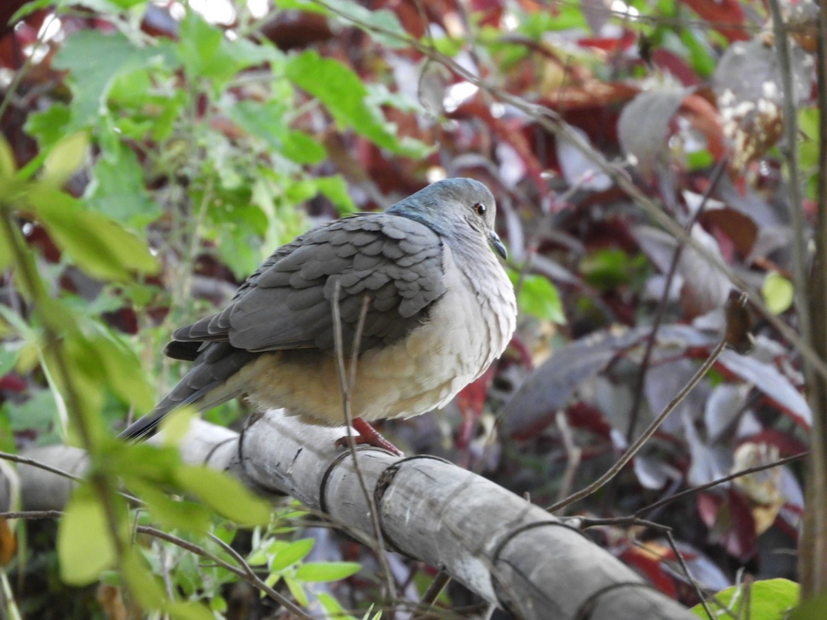 White-tipped Dove - Silvia Enggist