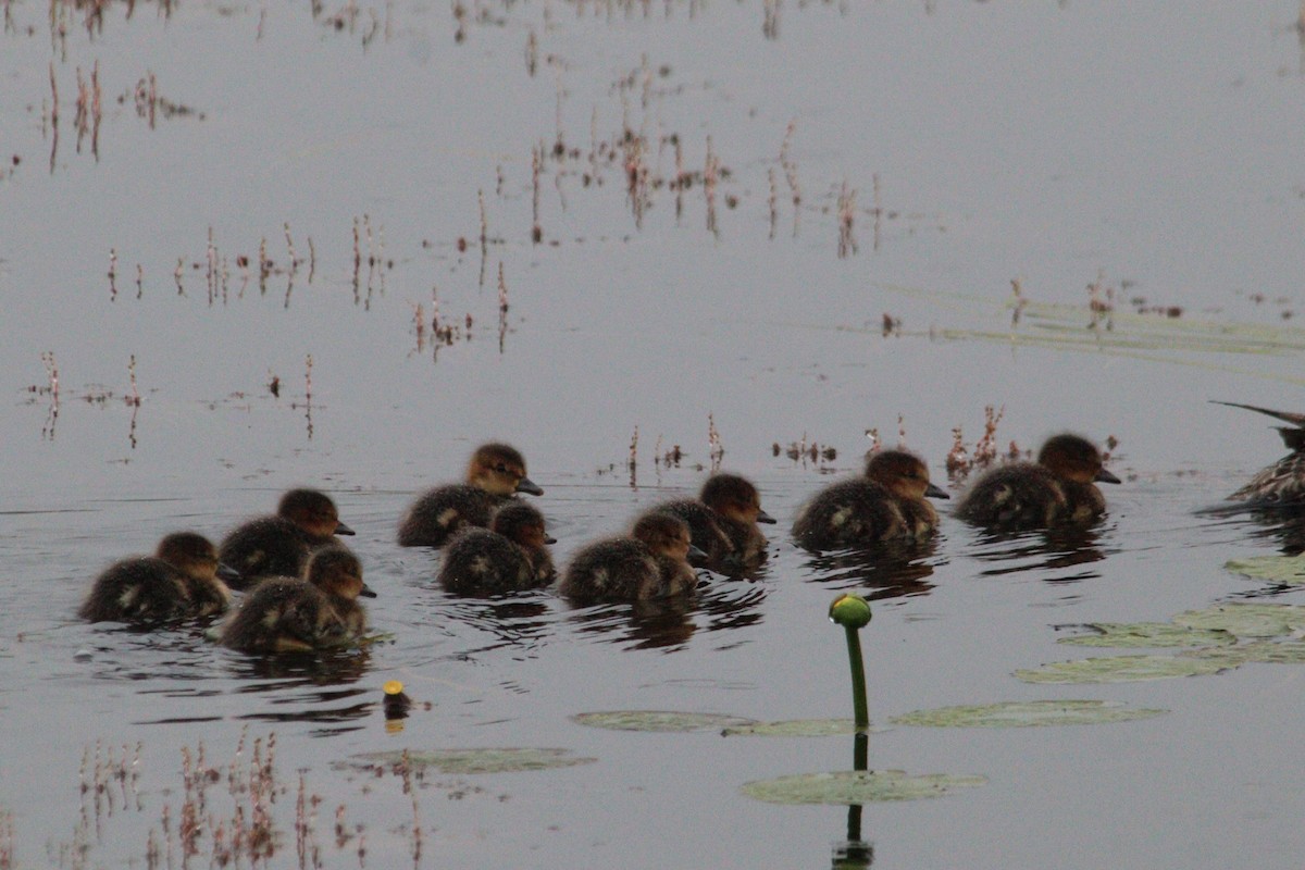 American Wigeon - ML621822517