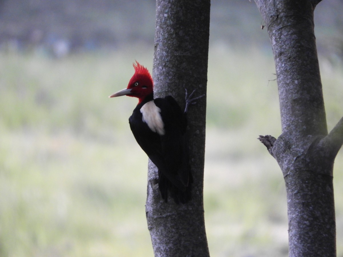 Cream-backed Woodpecker - ML621822524