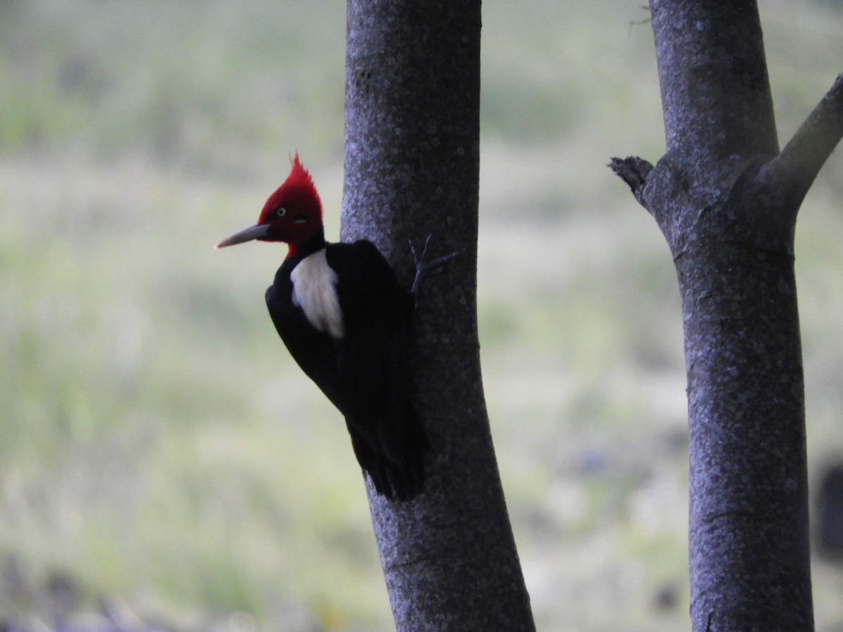 Cream-backed Woodpecker - ML621822525