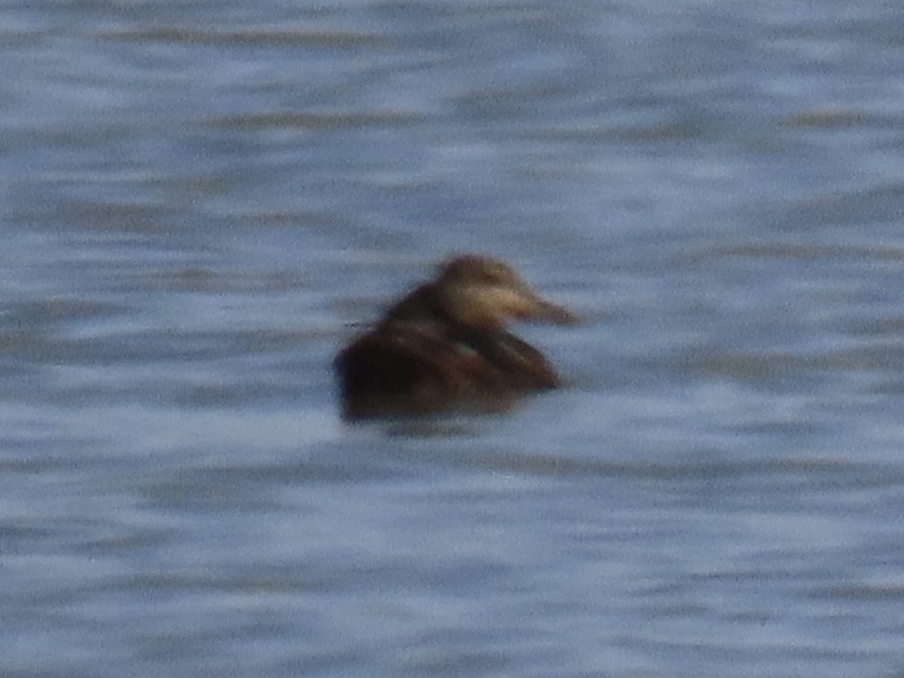 Mallard/American Black Duck - ML621822530