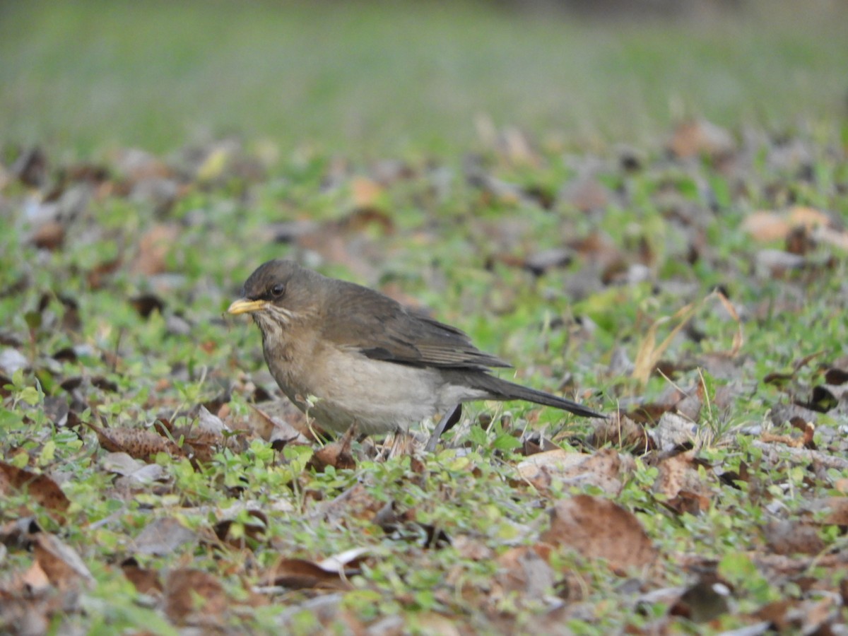 Creamy-bellied Thrush - ML621822547