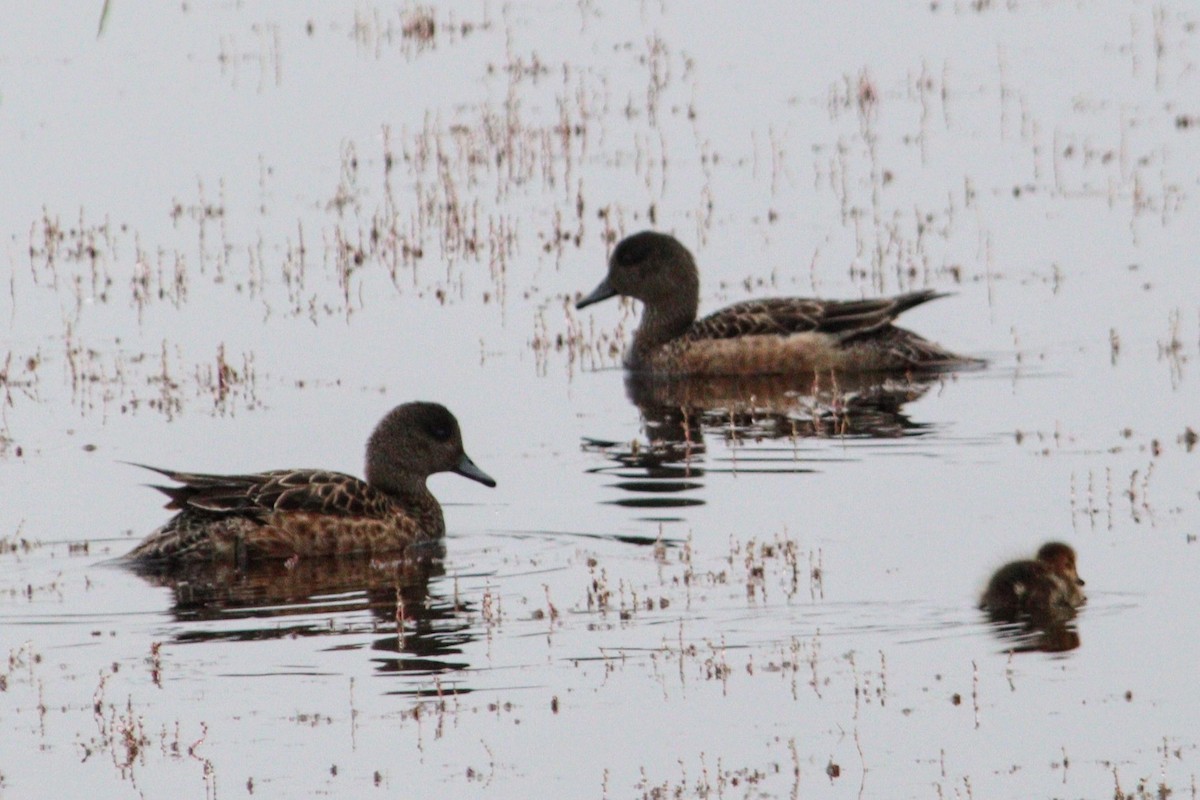 American Wigeon - ML621822551