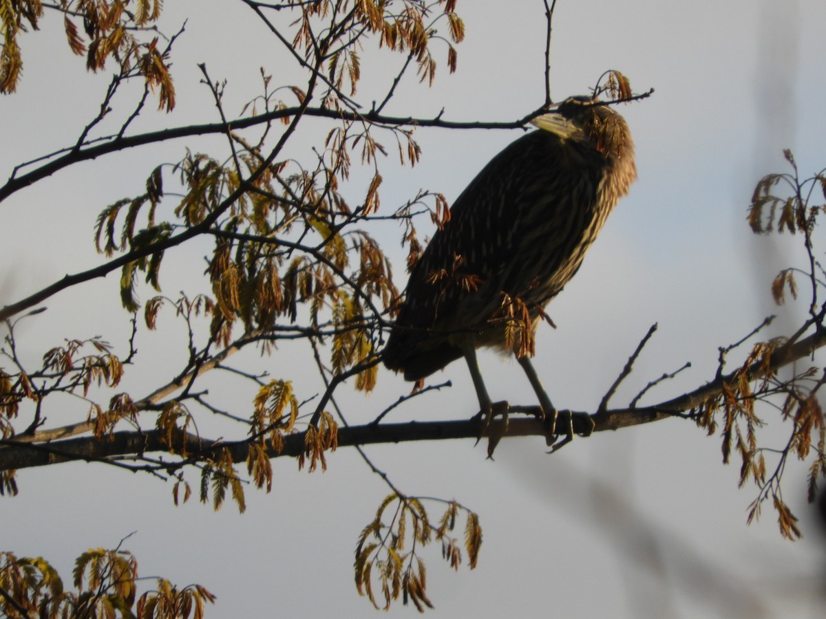 Black-crowned Night Heron - ML621822562