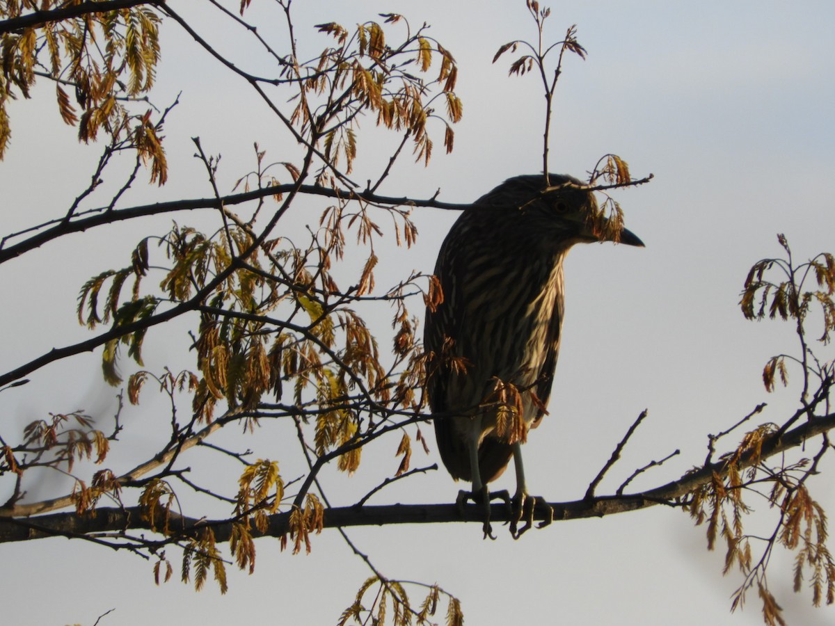 Black-crowned Night Heron - ML621822563