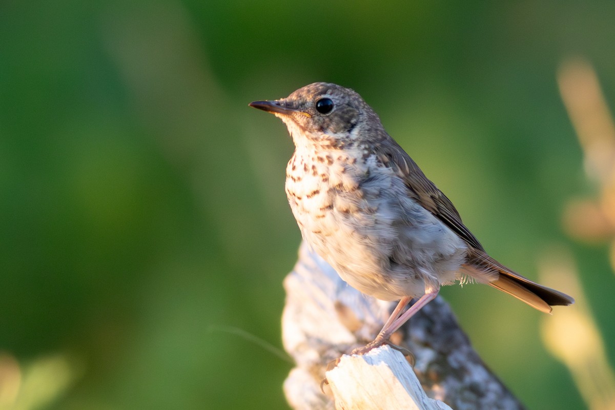 Hermit Thrush - ML621822703