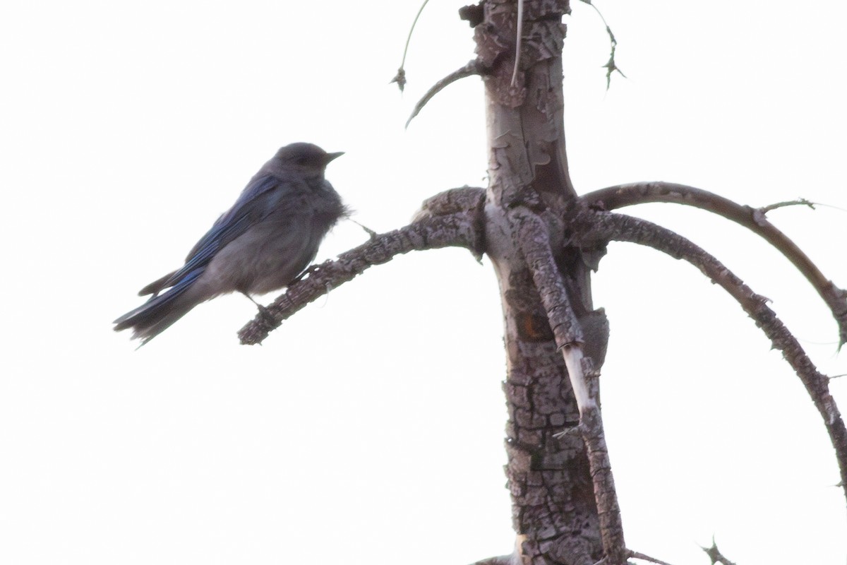 Mountain Bluebird - ML621822730