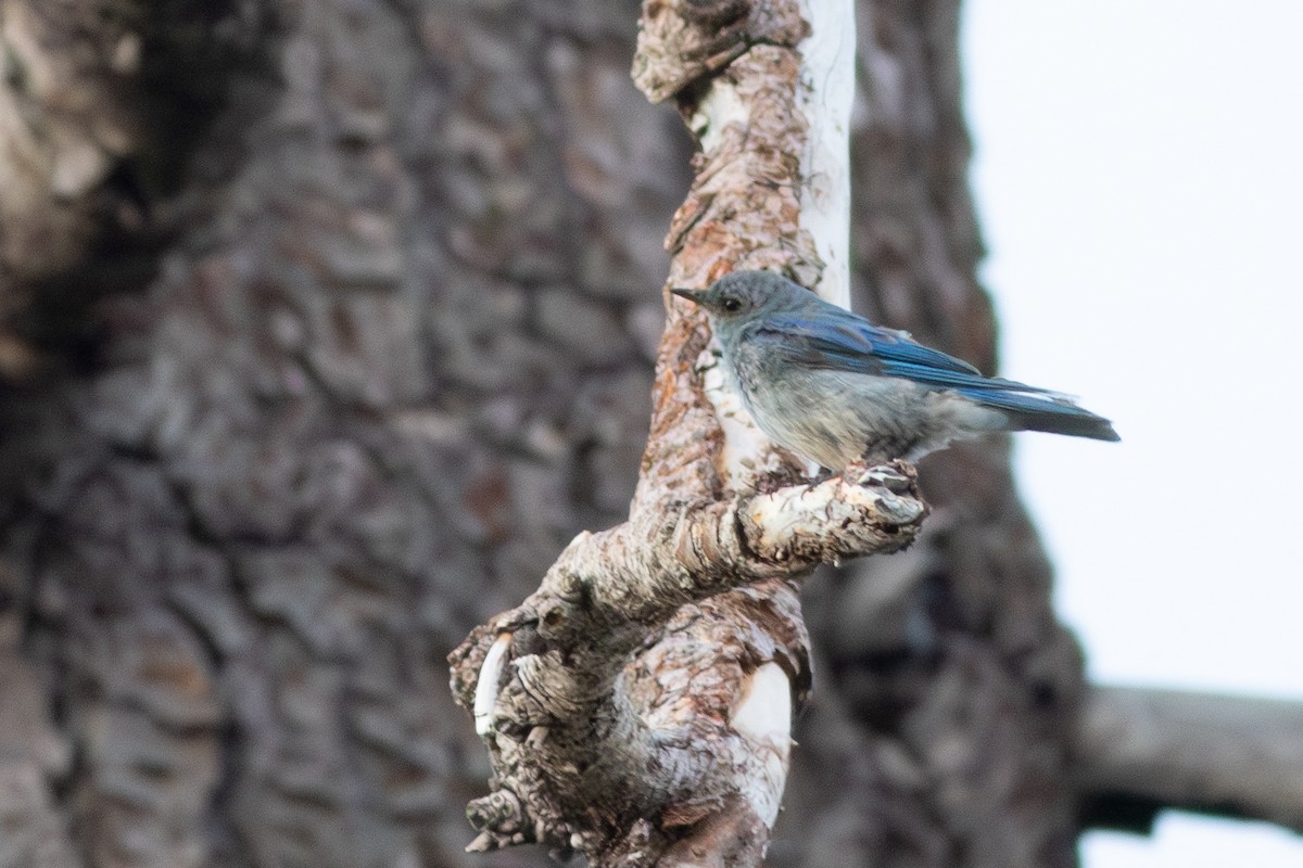 Mountain Bluebird - ML621822731