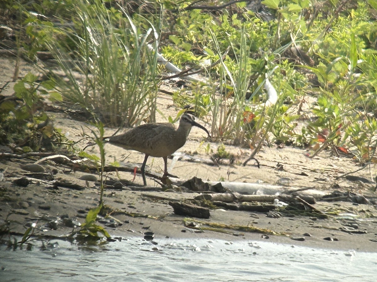 Whimbrel - Mike Mahler