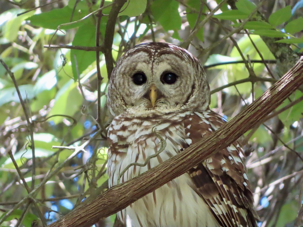 Barred Owl - ML621822925