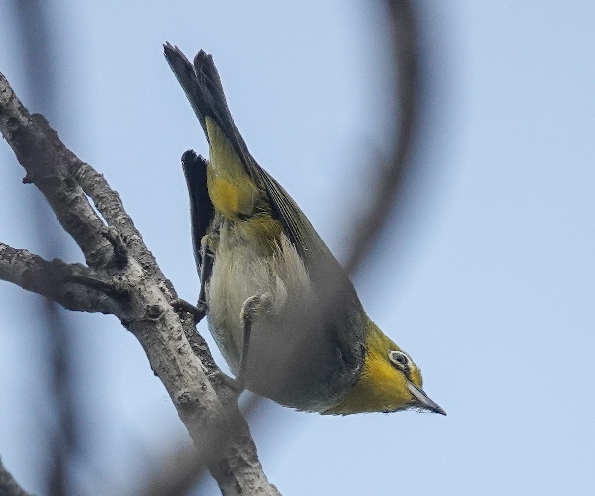 Swinhoe's White-eye - Eunice Schroeder