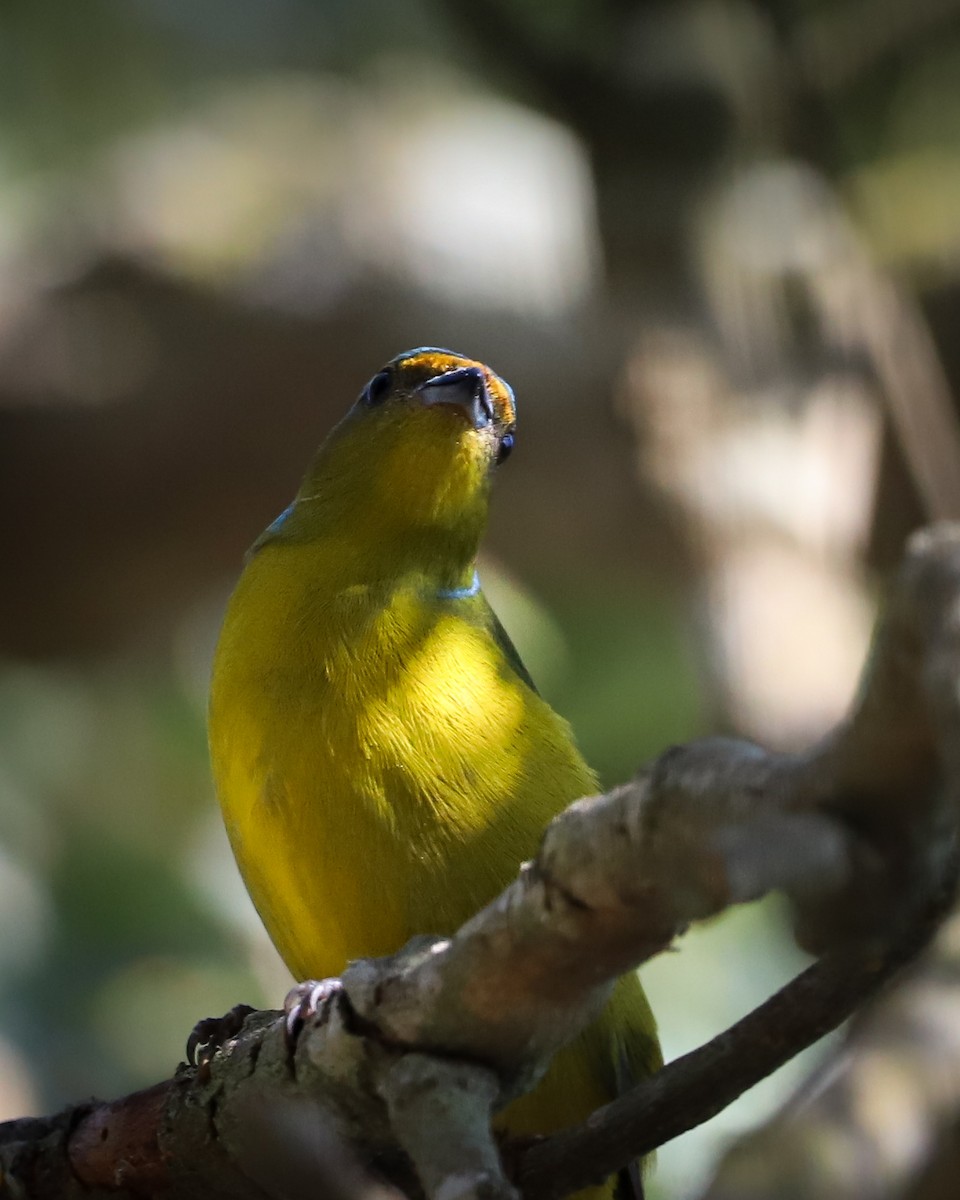 Golden-rumped Euphonia - ML621822980