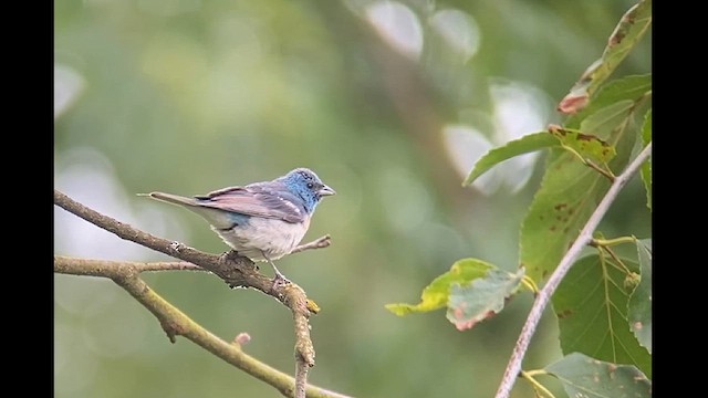 Lazuli Bunting - ML621823047