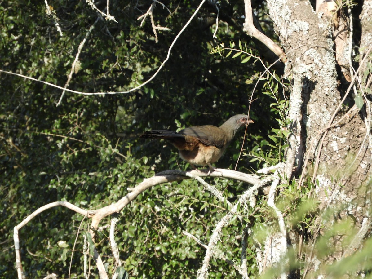 Chaco Chachalaca - ML621823079