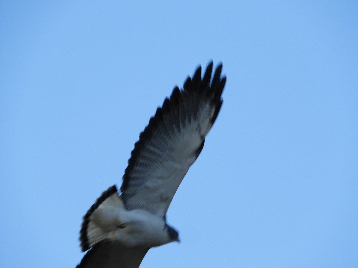 White-tailed Hawk - ML621823096