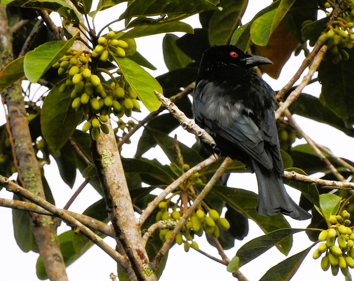 Spangled Drongo - ML621823099