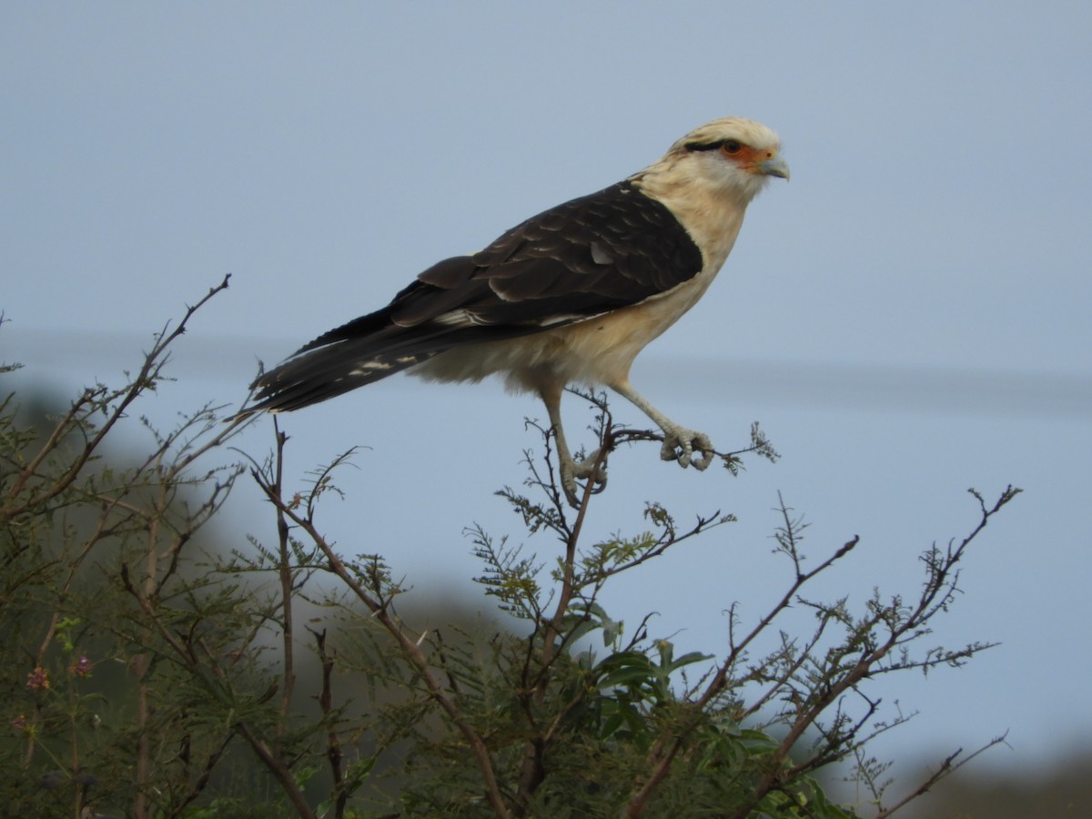 Caracara à tête jaune - ML621823102